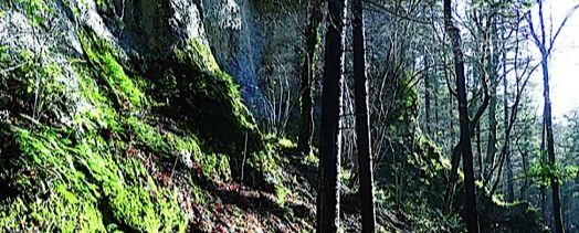 Dans les bois des Vouillants – Rando’s Rhône-Alpes – Dimanche 30 mars 2014